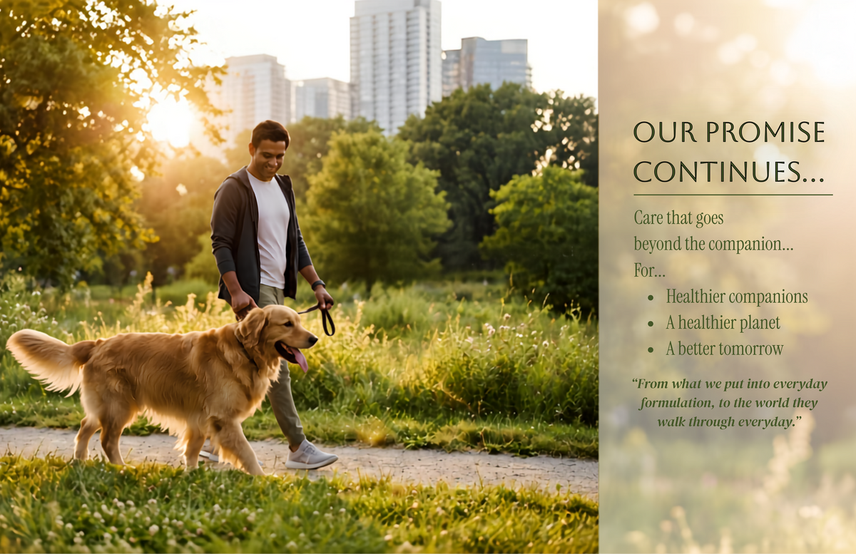 Dog walking with its owner in a sunlit green park