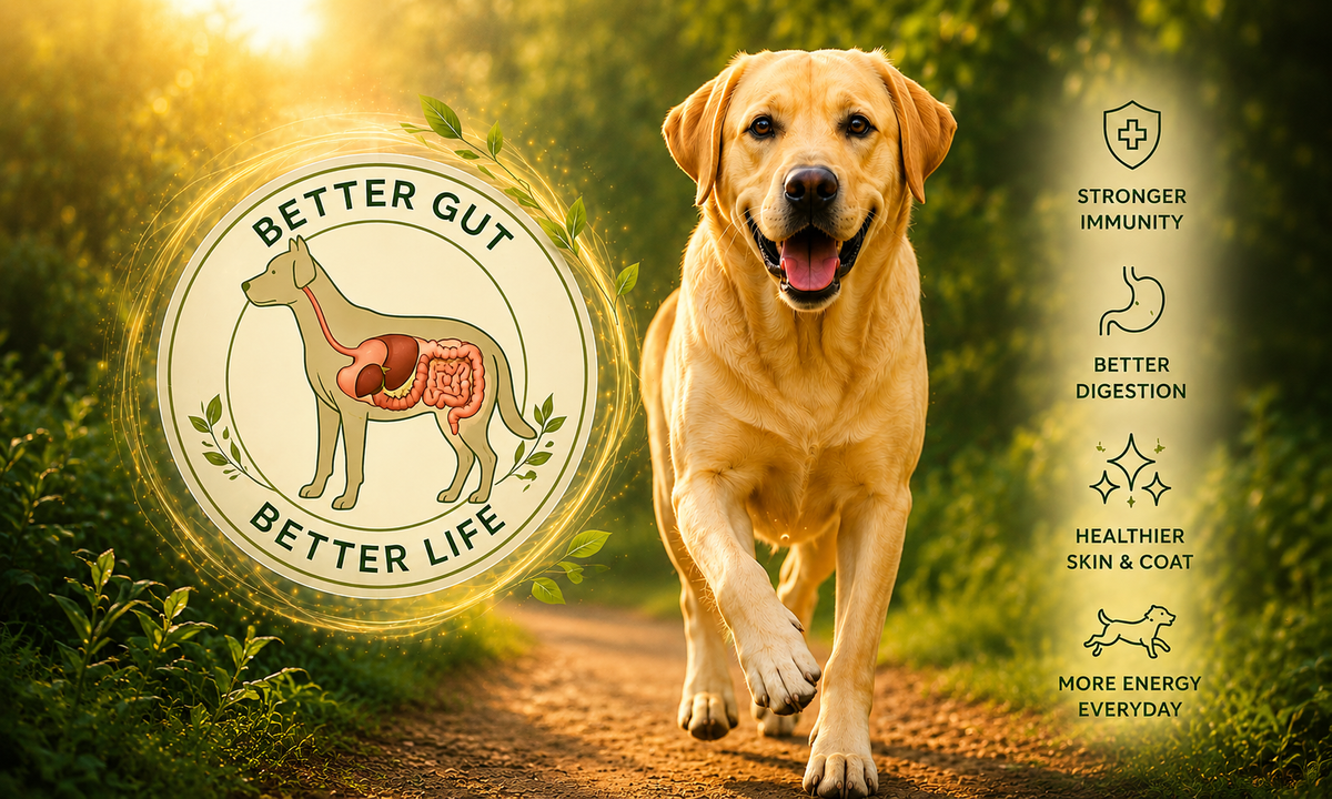 Dog wellness and gut health